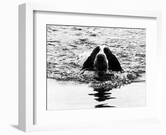 Skye the St. Bernard Dog Swimming-null-Framed Photographic Print