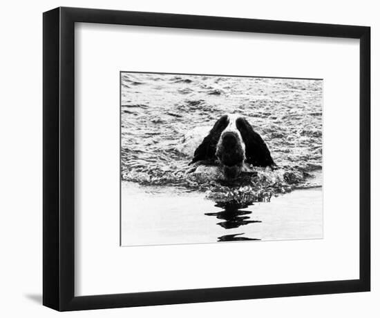 Skye the St. Bernard Dog Swimming-null-Framed Photographic Print