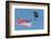 SkyFest, airshow, USSOCOM, army paratrooper, New Smyrna Beach, Florida, USA-Jim Engelbrecht-Framed Photographic Print