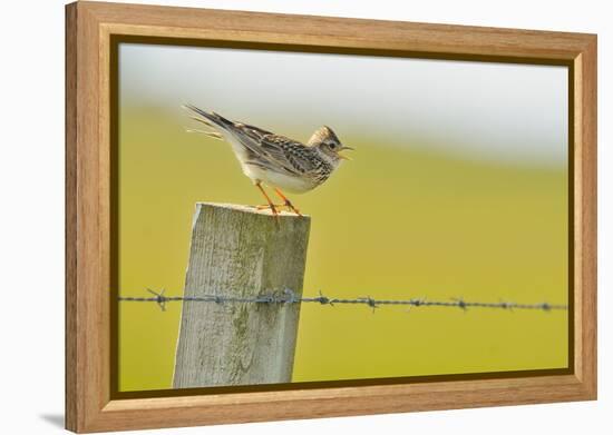 Skylark (Alauda Arvensis) Perched on a Fence Post, Vocalising, Balranald Reserve, Hebrides, UK-Fergus Gill-Framed Premier Image Canvas