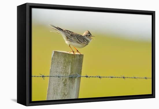 Skylark (Alauda Arvensis) Perched on a Fence Post, Vocalising, Balranald Reserve, Hebrides, UK-Fergus Gill-Framed Premier Image Canvas