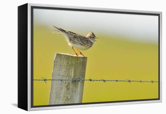 Skylark (Alauda Arvensis) Perched on a Fence Post, Vocalising, Balranald Reserve, Hebrides, UK-Fergus Gill-Framed Premier Image Canvas