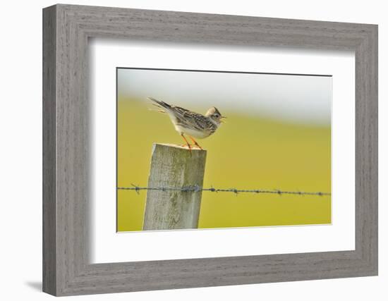 Skylark (Alauda Arvensis) Perched on a Fence Post, Vocalising, Balranald Reserve, Hebrides, UK-Fergus Gill-Framed Photographic Print