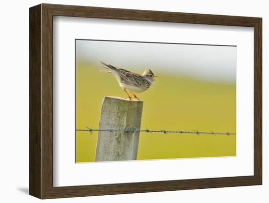 Skylark (Alauda Arvensis) Perched on a Fence Post, Vocalising, Balranald Reserve, Hebrides, UK-Fergus Gill-Framed Photographic Print