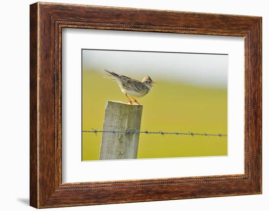 Skylark (Alauda Arvensis) Perched on a Fence Post, Vocalising, Balranald Reserve, Hebrides, UK-Fergus Gill-Framed Photographic Print