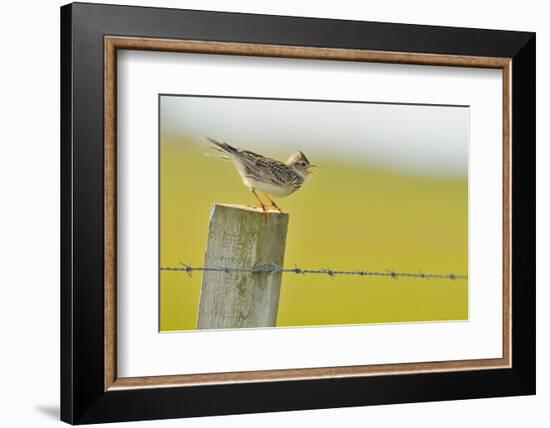 Skylark (Alauda Arvensis) Perched on a Fence Post, Vocalising, Balranald Reserve, Hebrides, UK-Fergus Gill-Framed Photographic Print