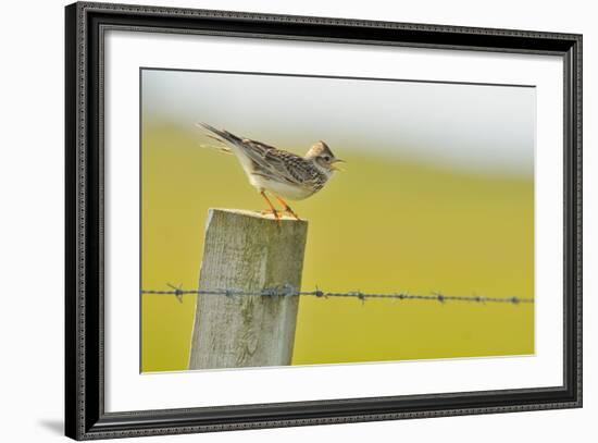 Skylark (Alauda Arvensis) Perched on a Fence Post, Vocalising, Balranald Reserve, Hebrides, UK-Fergus Gill-Framed Photographic Print