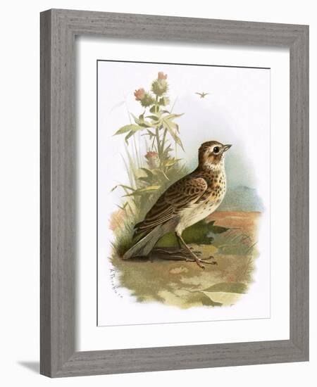 Skylark-English-Framed Giclee Print