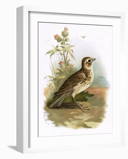 Skylark-English-Framed Giclee Print