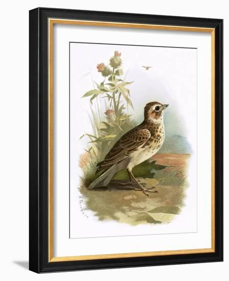 Skylark-English-Framed Giclee Print