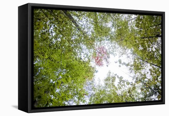 Skylight-Aaron Matheson-Framed Premier Image Canvas