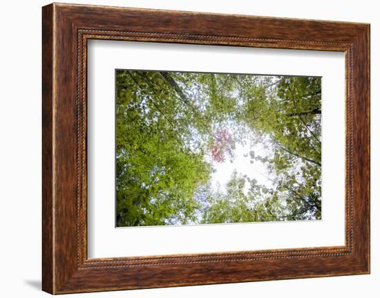 Skylight-Aaron Matheson-Framed Photographic Print