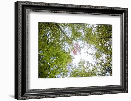 Skylight-Aaron Matheson-Framed Photographic Print