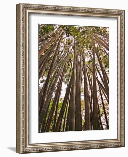 Skyward View in Bamboo Forest, Selby Gardens, Sarasota, Florida, USA-Adam Jones-Framed Photographic Print