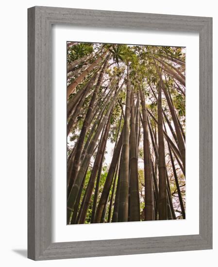 Skyward View in Bamboo Forest, Selby Gardens, Sarasota, Florida, USA-Adam Jones-Framed Photographic Print