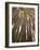 Skyward View in Bamboo Forest, Selby Gardens, Sarasota, Florida, USA-Adam Jones-Framed Photographic Print