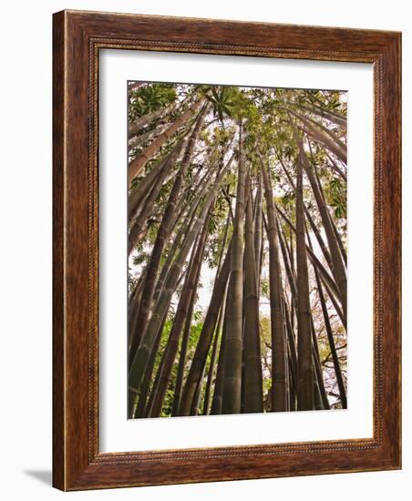 Skyward View in Bamboo Forest, Selby Gardens, Sarasota, Florida, USA-Adam Jones-Framed Photographic Print