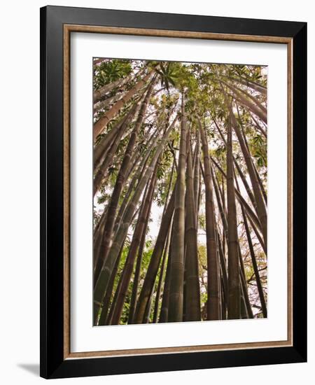 Skyward View in Bamboo Forest, Selby Gardens, Sarasota, Florida, USA-Adam Jones-Framed Photographic Print