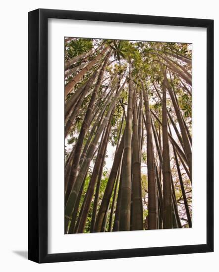 Skyward View in Bamboo Forest, Selby Gardens, Sarasota, Florida, USA-Adam Jones-Framed Photographic Print