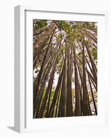 Skyward View in Bamboo Forest, Selby Gardens, Sarasota, Florida, USA-Adam Jones-Framed Photographic Print