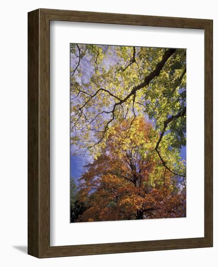 Skyward View of Autumn Colors, Kentucky, USA-Adam Jones-Framed Photographic Print