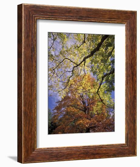 Skyward View of Autumn Colors, Kentucky, USA-Adam Jones-Framed Photographic Print