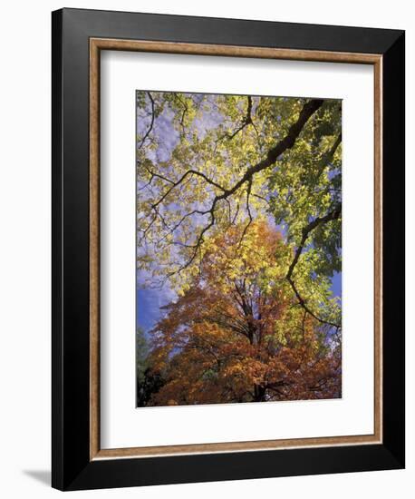 Skyward View of Autumn Colors, Kentucky, USA-Adam Jones-Framed Photographic Print