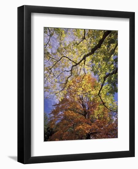 Skyward View of Autumn Colors, Kentucky, USA-Adam Jones-Framed Photographic Print