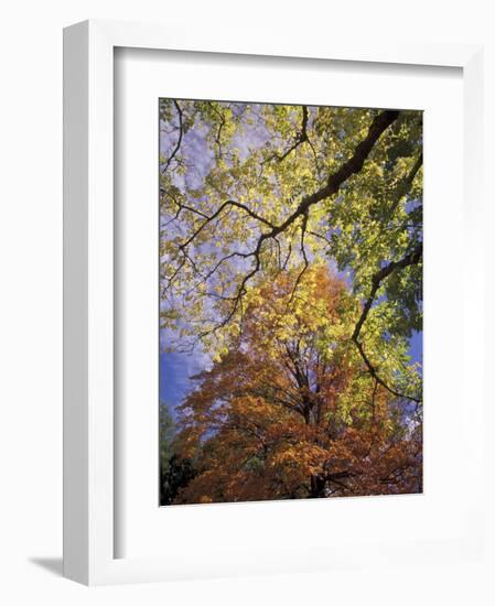 Skyward View of Autumn Colors, Kentucky, USA-Adam Jones-Framed Photographic Print