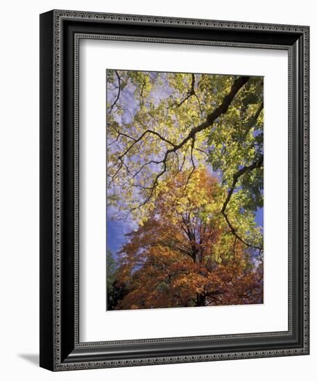 Skyward View of Autumn Colors, Kentucky, USA-Adam Jones-Framed Photographic Print