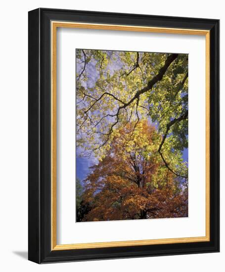 Skyward View of Autumn Colors, Kentucky, USA-Adam Jones-Framed Photographic Print