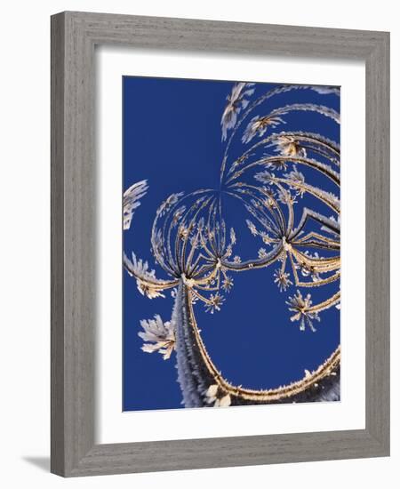Skyward View of Cow Parsnip in Winter Covered in Morning Frost, Homer, Alaska, Usa-Adam Jones-Framed Photographic Print
