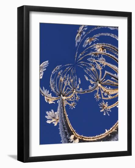 Skyward View of Cow Parsnip in Winter Covered in Morning Frost, Homer, Alaska, Usa-Adam Jones-Framed Photographic Print