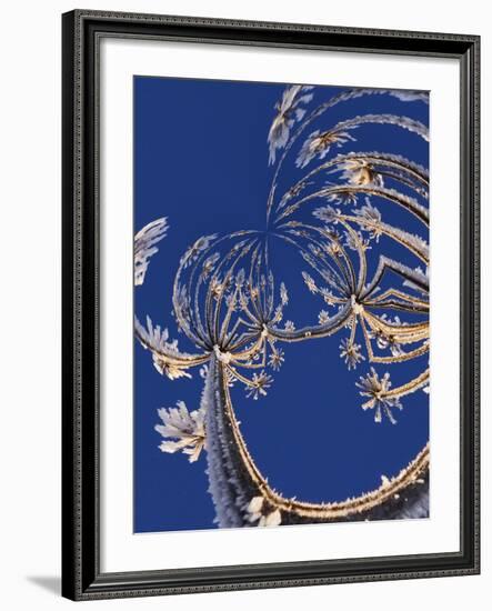 Skyward View of Cow Parsnip in Winter Covered in Morning Frost, Homer, Alaska, Usa-Adam Jones-Framed Photographic Print