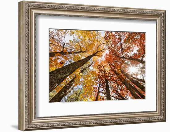 Skyward View of Maple Tree in Pine Forest, Upper Peninsula of Michigan-Adam Jones-Framed Photographic Print