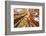 Skyward View of Maple Tree in Pine Forest, Upper Peninsula of Michigan-Adam Jones-Framed Photographic Print