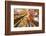 Skyward View of Maple Tree in Pine Forest, Upper Peninsula of Michigan-Adam Jones-Framed Photographic Print