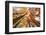 Skyward View of Maple Tree in Pine Forest, Upper Peninsula of Michigan-Adam Jones-Framed Photographic Print