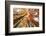 Skyward View of Maple Tree in Pine Forest, Upper Peninsula of Michigan-Adam Jones-Framed Photographic Print