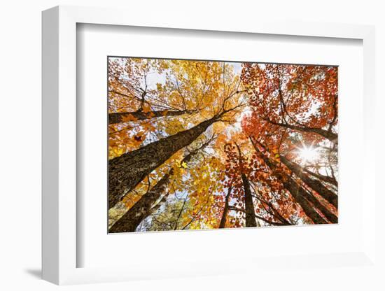 Skyward View of Maple Tree in Pine Forest, Upper Peninsula of Michigan-Adam Jones-Framed Photographic Print