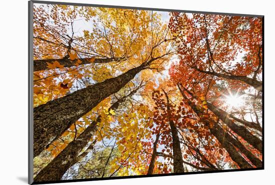 Skyward View of Maple Tree in Pine Forest, Upper Peninsula of Michigan-Adam Jones-Mounted Photographic Print