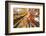 Skyward View of Maple Tree in Pine Forest, Upper Peninsula of Michigan-Adam Jones-Framed Photographic Print