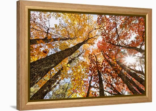 Skyward View of Maple Tree in Pine Forest, Upper Peninsula of Michigan-Adam Jones-Framed Premier Image Canvas