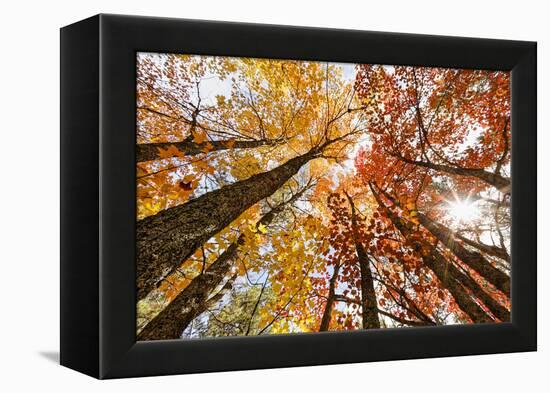 Skyward View of Maple Tree in Pine Forest, Upper Peninsula of Michigan-Adam Jones-Framed Premier Image Canvas