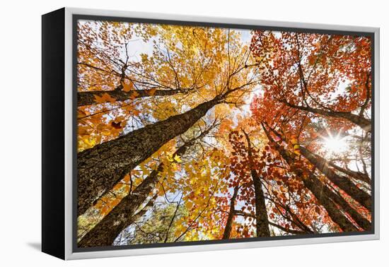 Skyward View of Maple Tree in Pine Forest, Upper Peninsula of Michigan-Adam Jones-Framed Premier Image Canvas