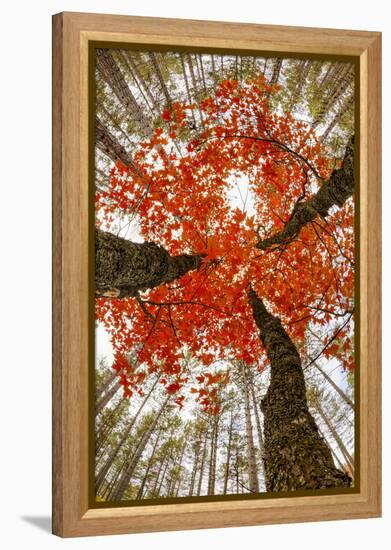 Skyward View of Maple Tree in Pine Forest, Upper Peninsula of Michigan-Adam Jones-Framed Premier Image Canvas