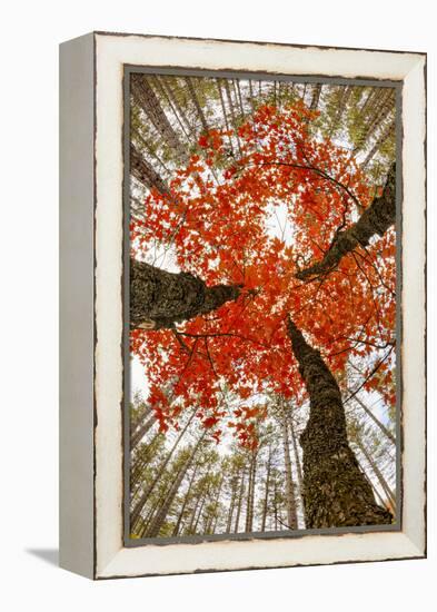 Skyward View of Maple Tree in Pine Forest, Upper Peninsula of Michigan-Adam Jones-Framed Premier Image Canvas