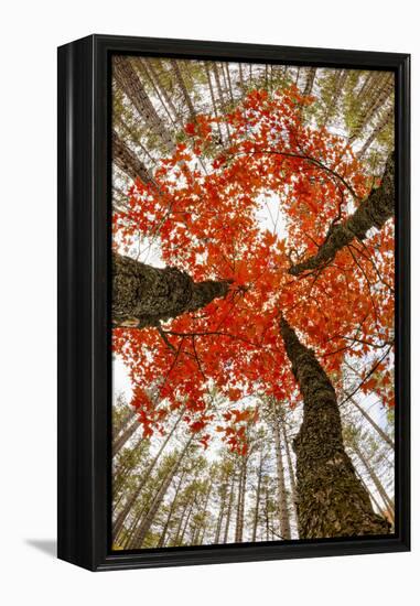 Skyward View of Maple Tree in Pine Forest, Upper Peninsula of Michigan-Adam Jones-Framed Premier Image Canvas
