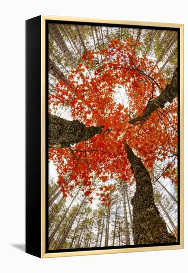 Skyward View of Maple Tree in Pine Forest, Upper Peninsula of Michigan-Adam Jones-Framed Premier Image Canvas