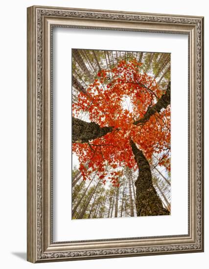 Skyward View of Maple Tree in Pine Forest, Upper Peninsula of Michigan-Adam Jones-Framed Photographic Print